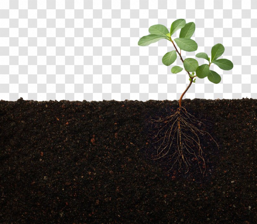 Rhizosphere Nutrient Root Plant Stem - Azospirillum - Green Soil Transparent PNG