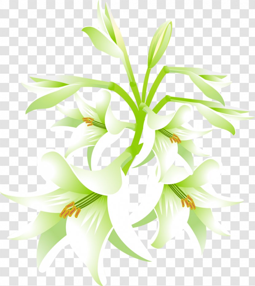 Lilium Candidum Flower 'Stargazer' - Leaf - Jasmine Transparent PNG