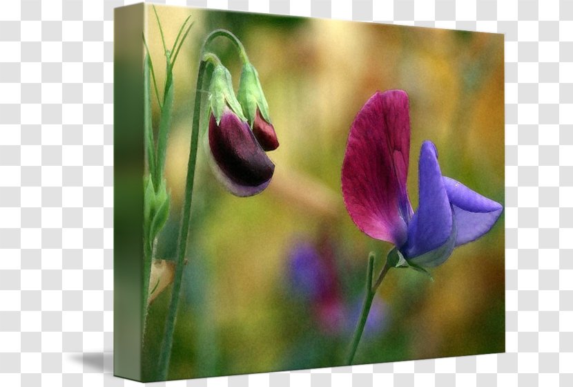 Tulip Meadow Violet Wildflower Plant Stem Transparent PNG