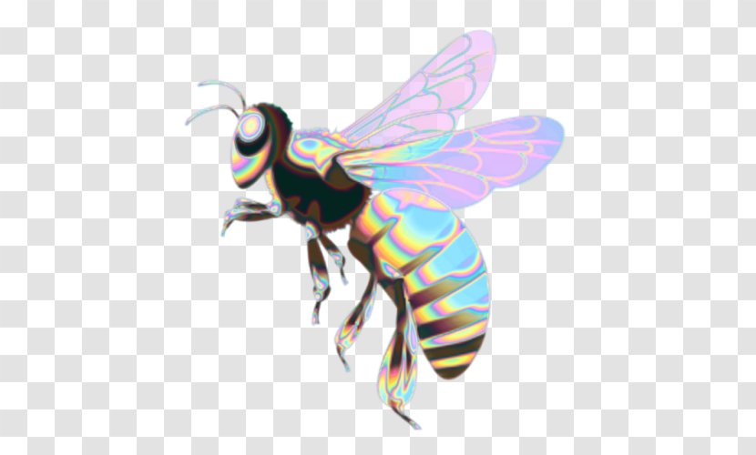 Western Honey Bee Insect Butterfly - Pest Transparent PNG