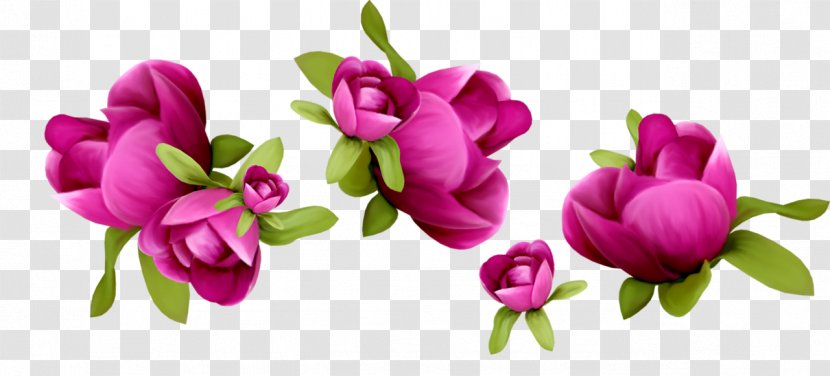 Floral Spring Flowers - Design - Impatiens Magnolia Transparent PNG