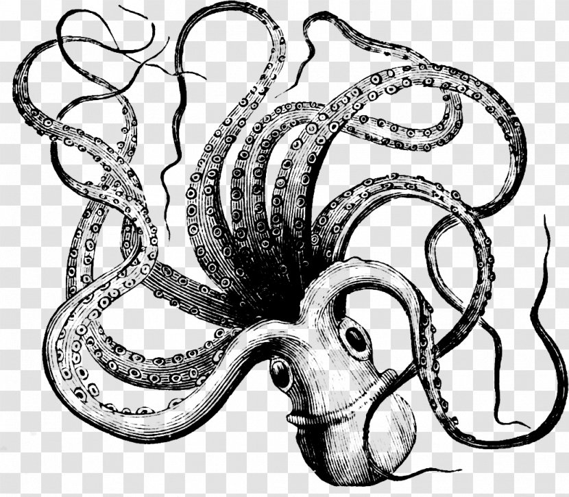 Octopus Towel Squid - Cartoon - Parallax Transparent PNG