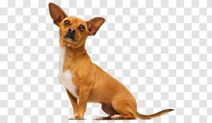 Beverly Hills Chihuahua Papi Jr. Delgado - Dog Transparent PNG