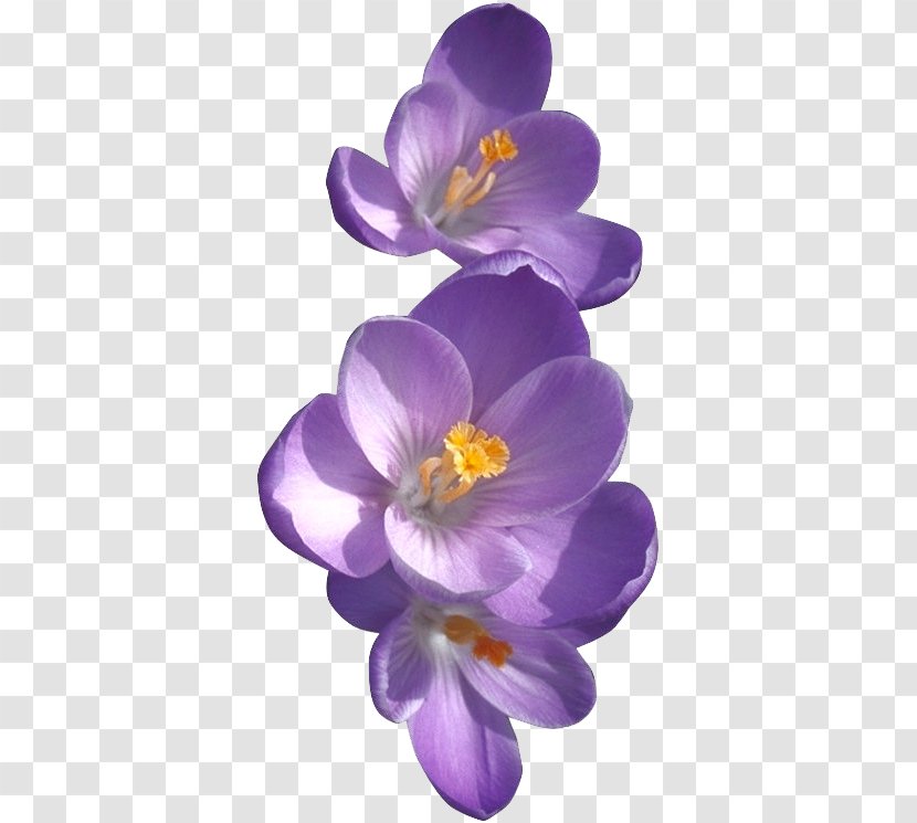 African Violets Birth Flower Sweet Violet - Flowering Plant - Crocus Transparent PNG