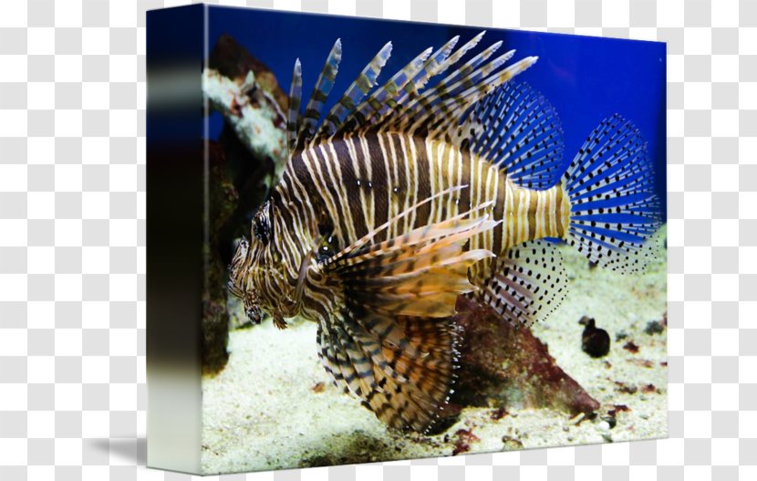 Lionfish Marine Biology Coral Reef Fish Fauna - Lion Transparent PNG