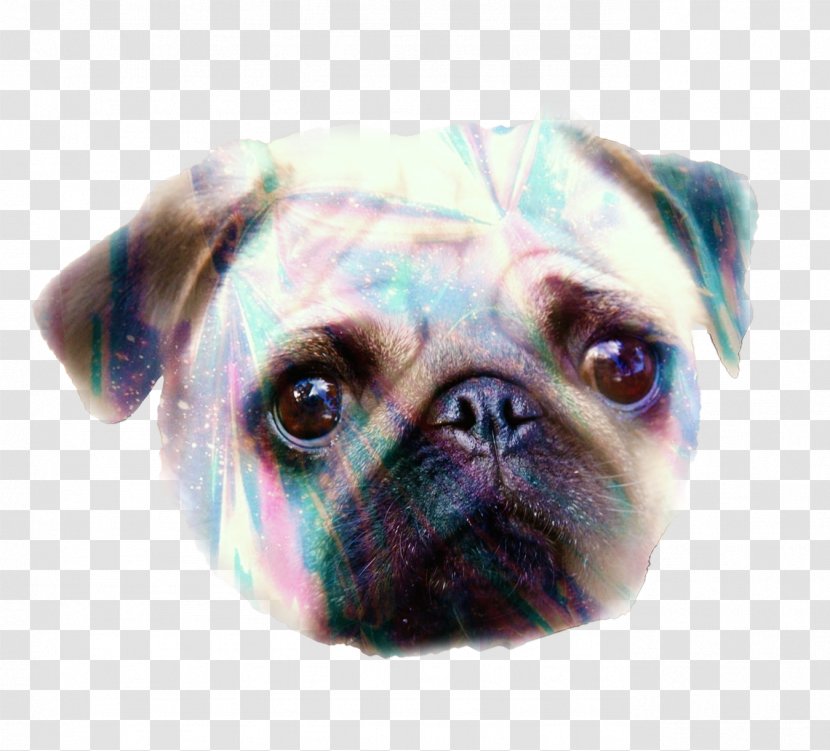 Pug Puppy Dog Breed Snout Canidae - Like Mammal Transparent PNG