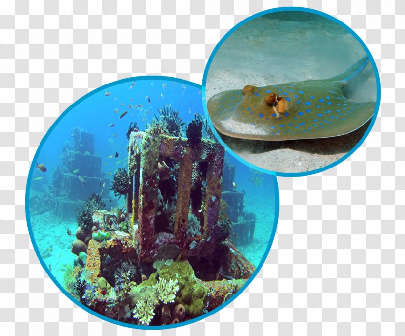 Amed Underwater Diving Scuba Marine Biology - Coral Reef Fish - Nusa Penida Transparent PNG