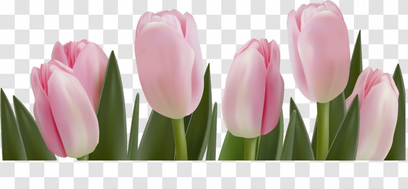 Tulip Flower - Plant - Frangipani Transparent PNG