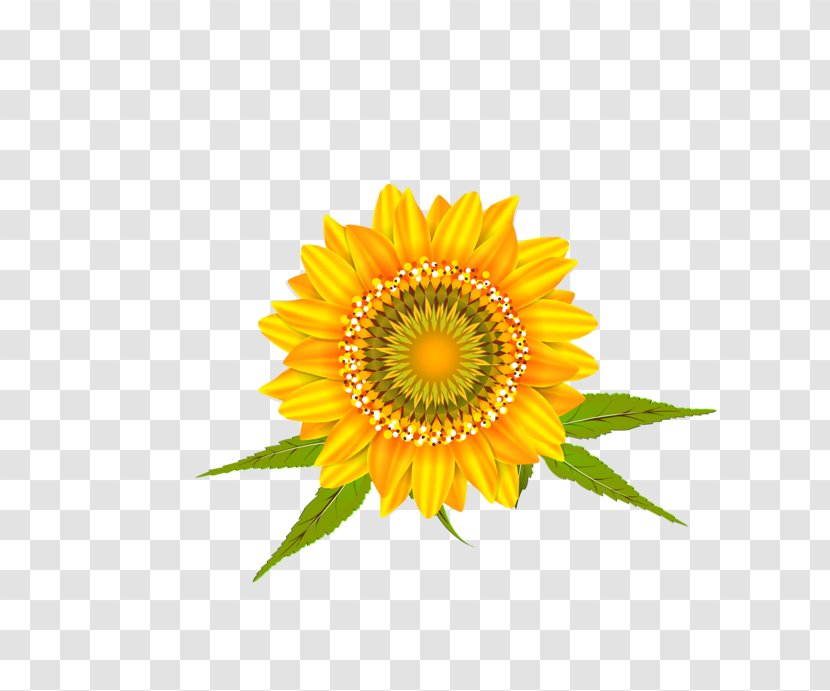 Common Sunflower Car Wall Decal Transvaal Daisy - Flowering Plant Transparent PNG