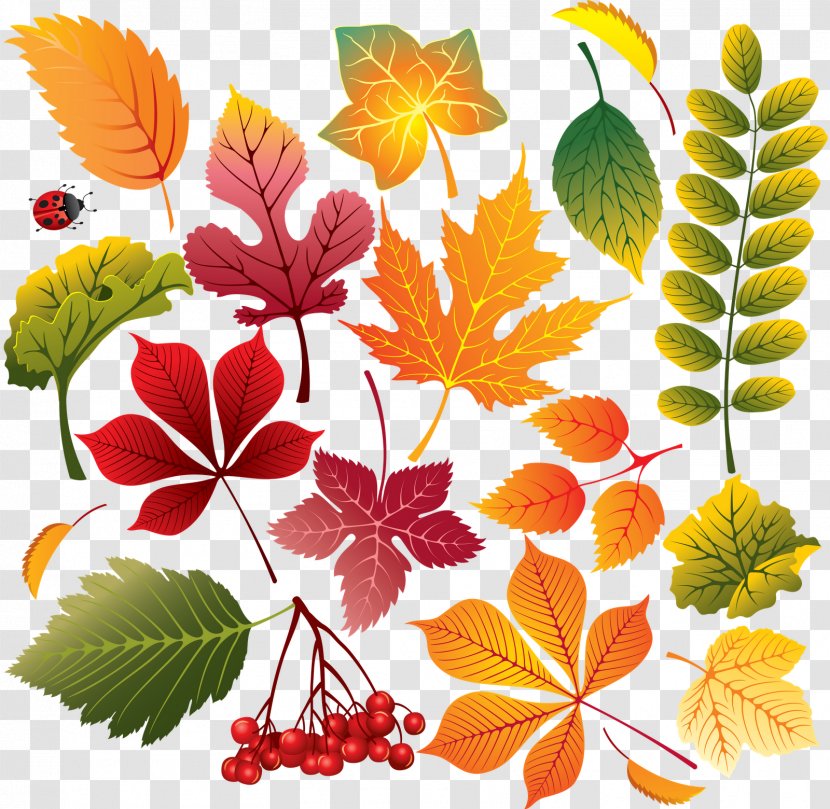 Leaf Autumn - Flowering Plant - Leaves Transparent PNG