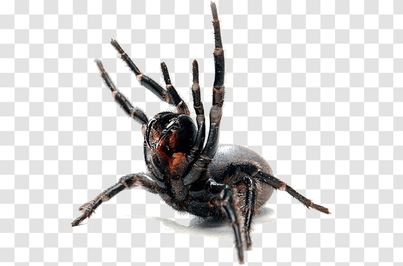 Spider Web Canberra Pest Control - Widow Spiders - Cobweb Transparent PNG