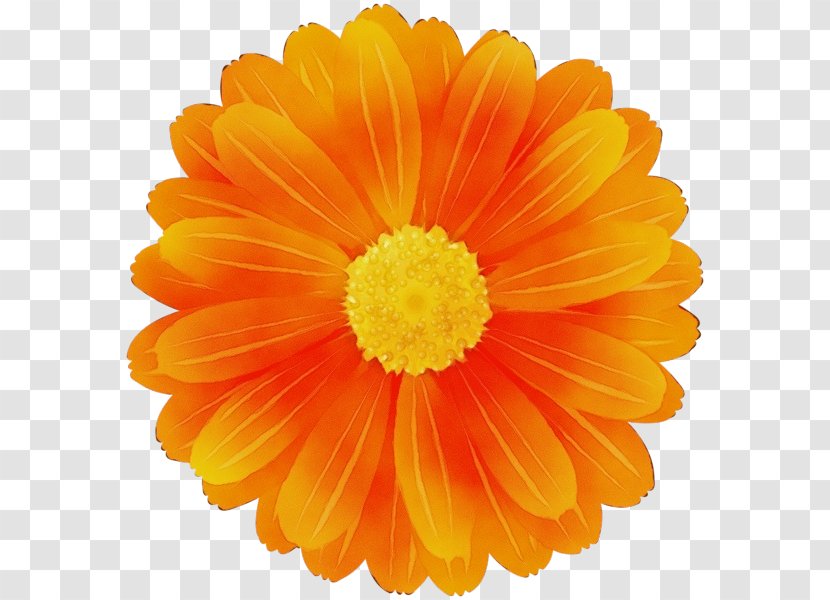 Orange - Plant - Cut Flowers Flowering Transparent PNG
