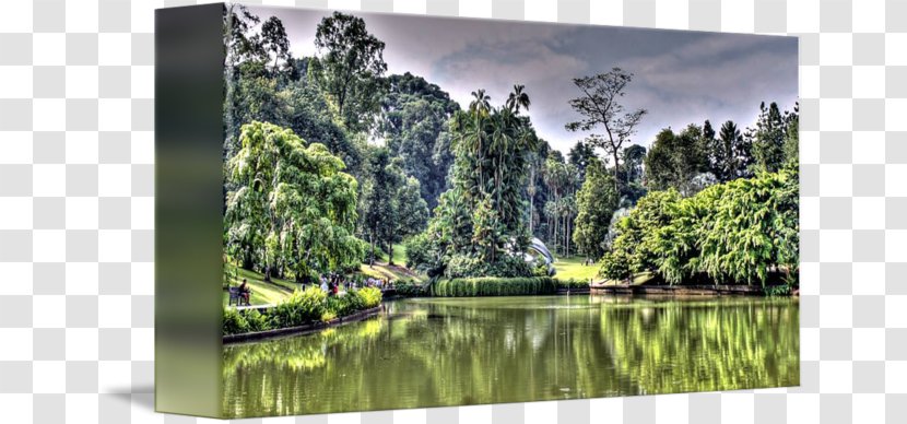 Nature Reserve Biome Water Resources Pond Rainforest - Botanical Garden Transparent PNG