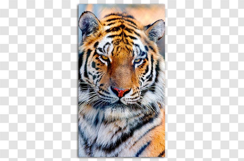 White Tiger Whiskers Cat Jaguar - Big - Mobile Phone Screensavers Transparent PNG