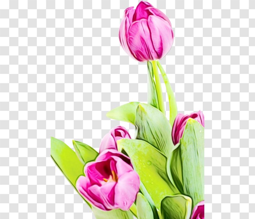 Flower Tulip Watercolor Painting GIF Super Extended Graphics Array - Paint - Bud Floristry Transparent PNG