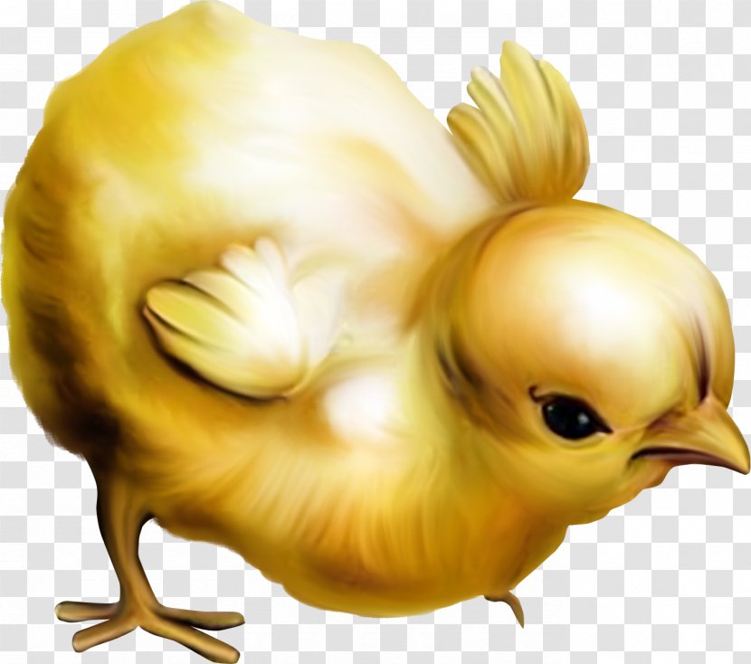 Chicken Easter Clip Art - Feather - Chick Transparent PNG