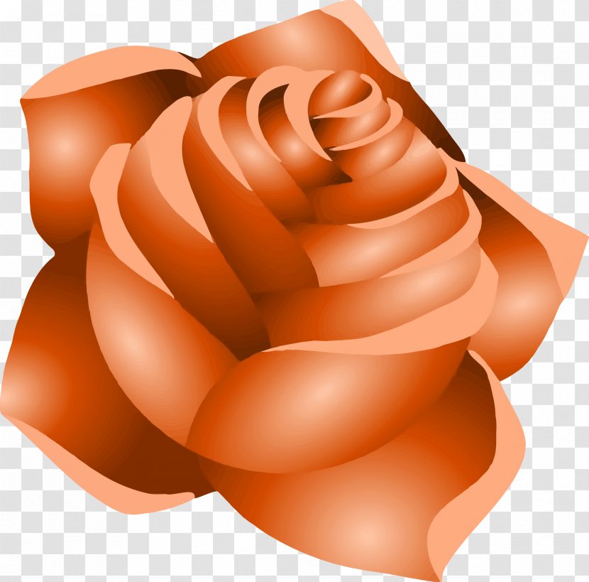 Drawing Clip Art - Rose - Peach Transparent PNG