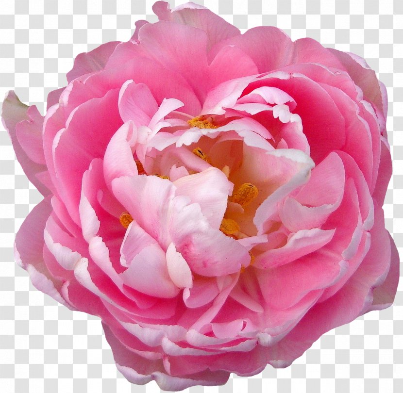 Rose Flower Blossom Pink - Rosa Centifolia - Peony Transparent PNG