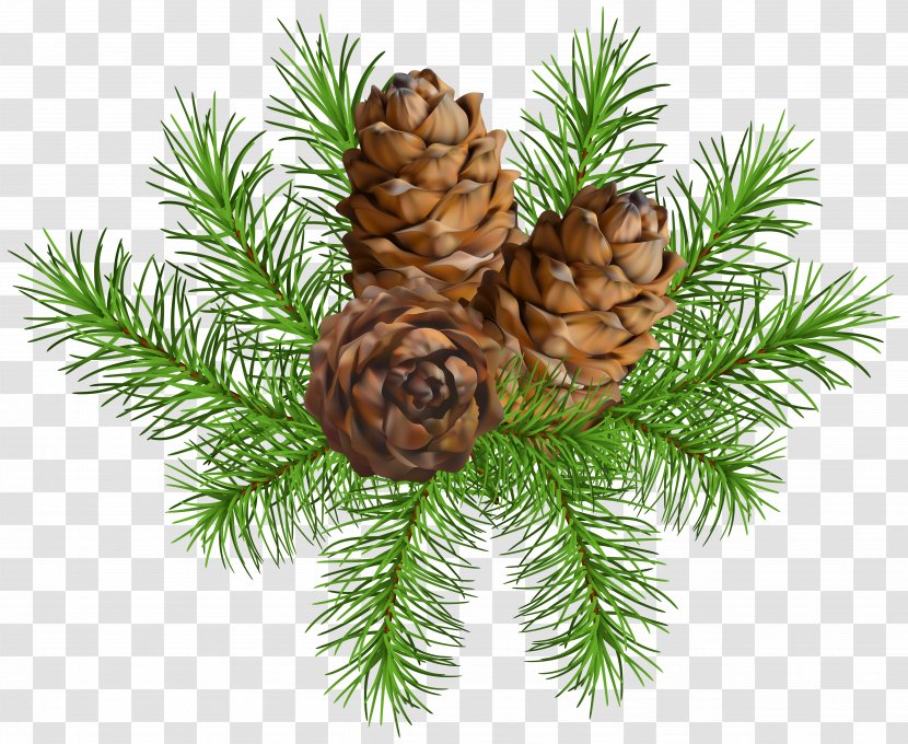 Pine Conifer Cone Clip Art - Branch - With Cones Image Transparent PNG