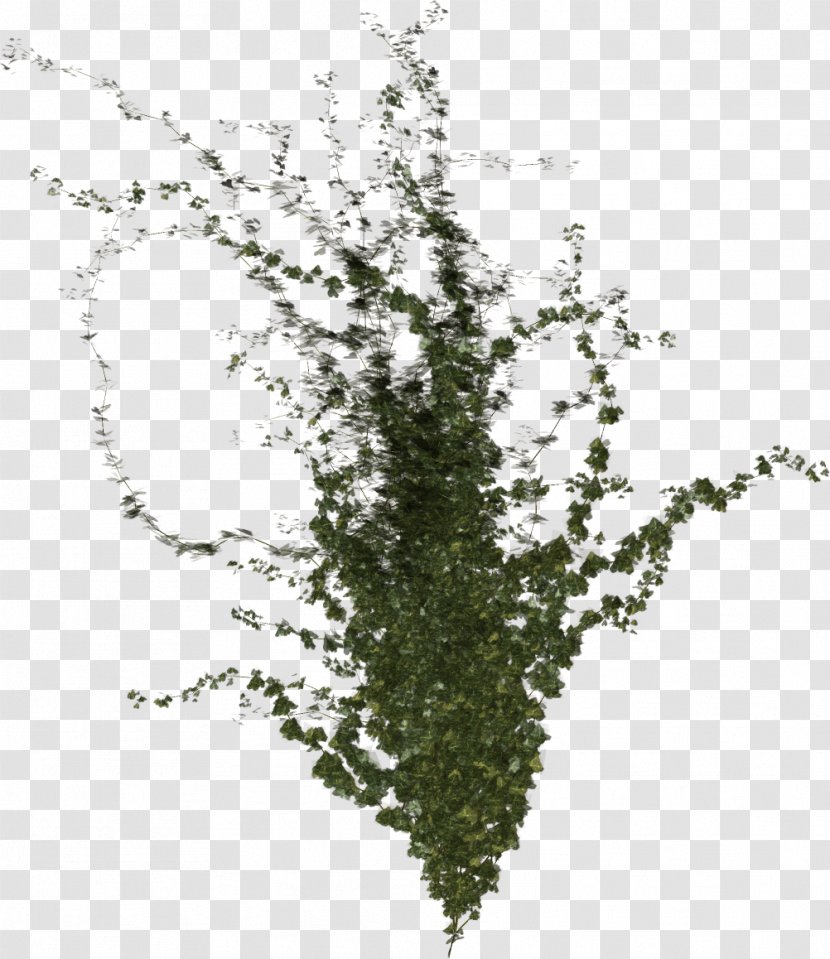 Tree Branch Twig Leaf Shrub - Flowering Plant - Comment Transparent PNG