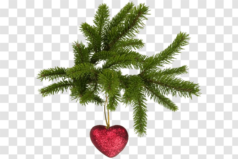 Christmas Tree Fir - Pine Transparent PNG