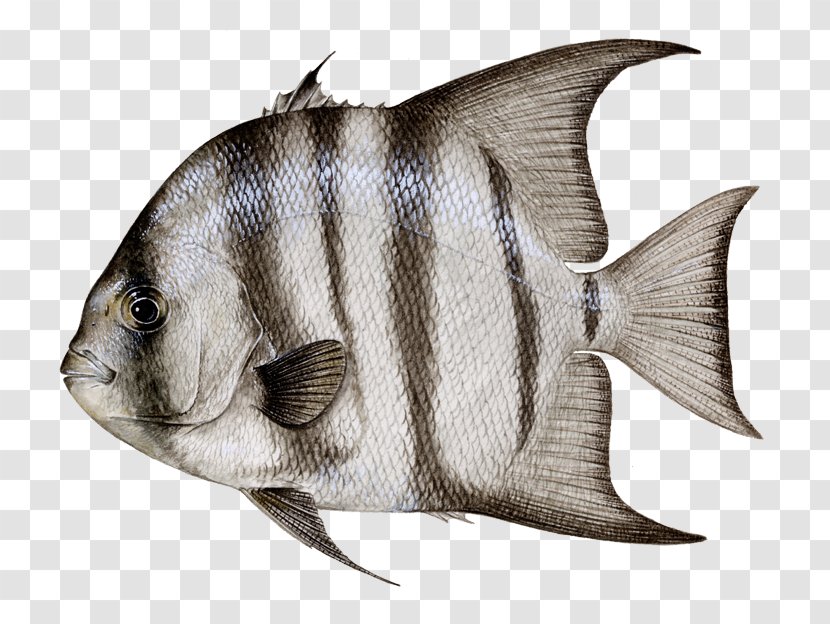 Atlantic Spadefish Ephippidae Bonito Northern Red Snapper Black Drum - Dead Fish Transparent PNG