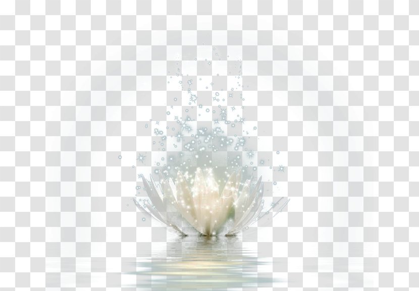 Pattern - FIG Beautiful Lotus Flower Water Transparent PNG