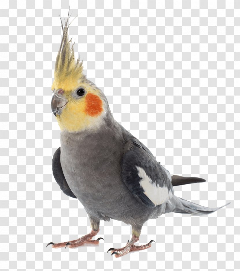 Cockatiel Lovebird Budgerigar Pet - Pied - Parrot Transparent PNG