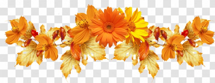 Flowers Background - Yellow - Cut Calendula Transparent PNG