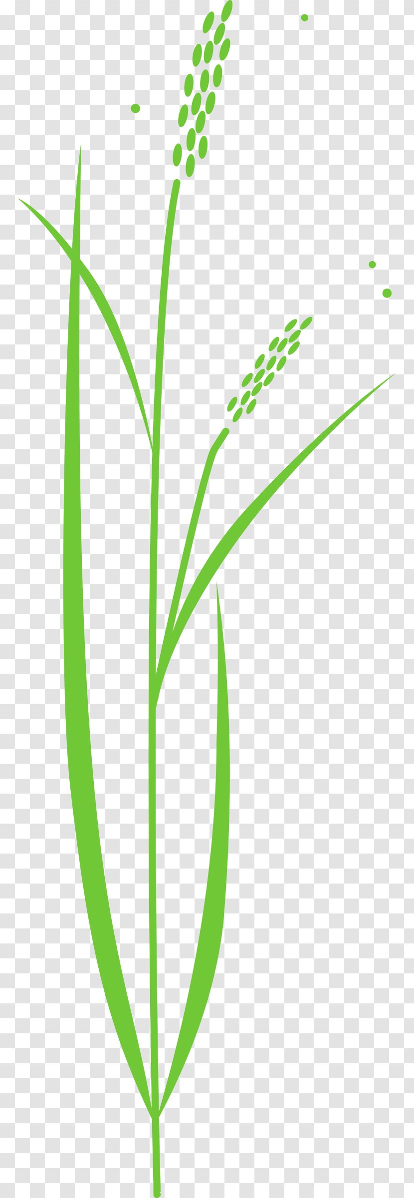 Rice Cereal Plant Clip Art - Flora Transparent PNG