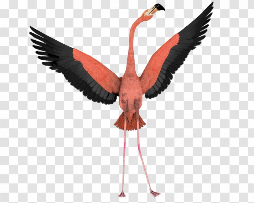 Bird Flamingo Clip Art - Crane Like Transparent PNG