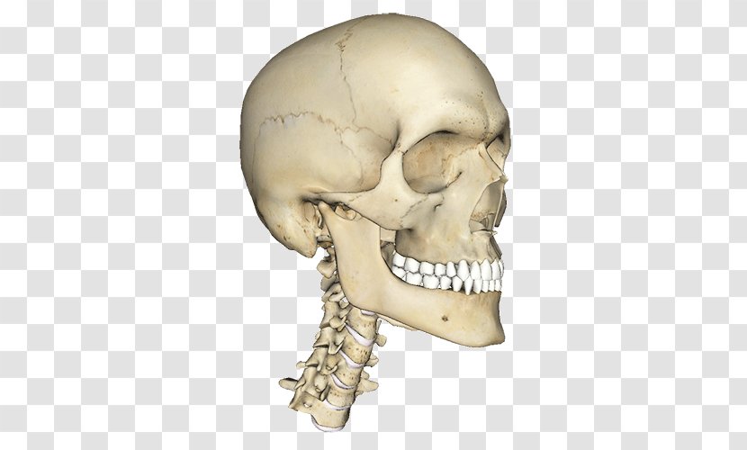 Atlas Of Anatomy Human Body Head Homo Sapiens - Skull Transparent PNG
