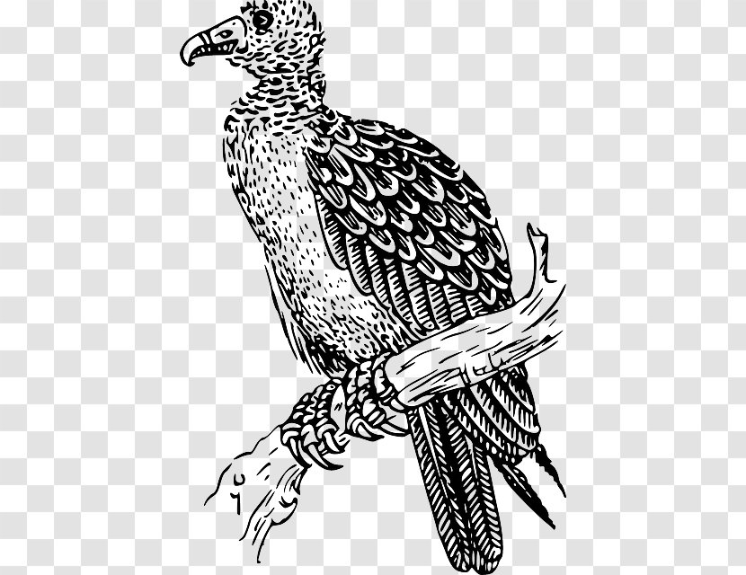 Clip Art Download Image - Extinction - Vultur Gryphus Transparent PNG