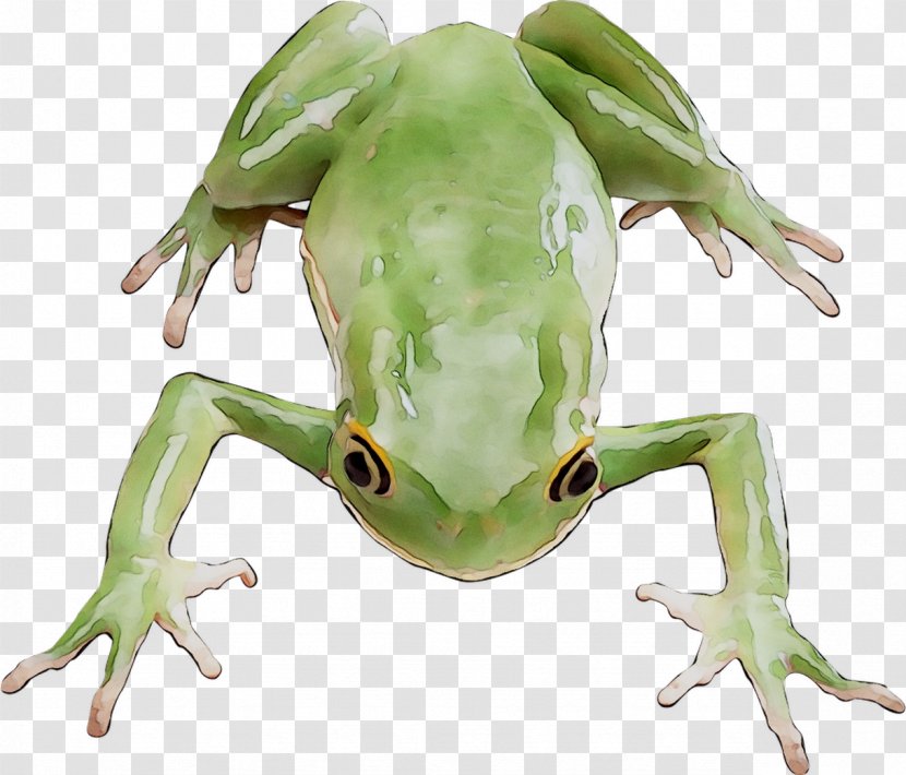 Tree Frogs Amphibians Image - Toad - Amphibian Transparent PNG