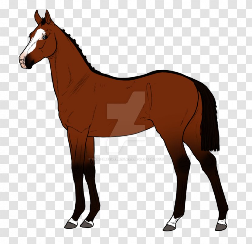 Mule Mustang Stallion Foal Pony - Mammal Transparent PNG