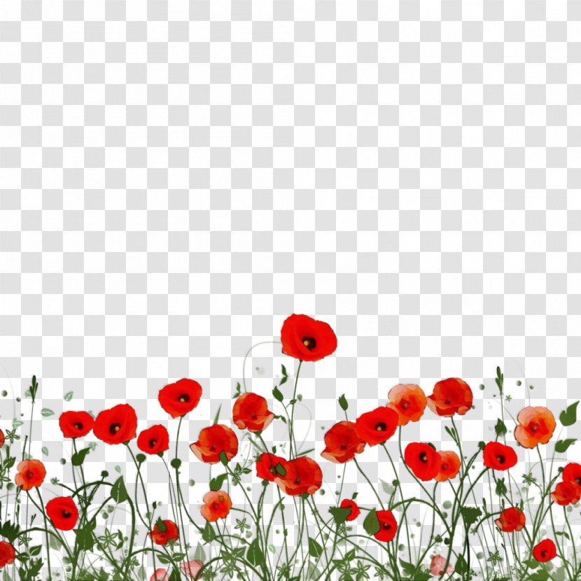 Flower Coquelicot Red Plant Wildflower - Meadow Corn Poppy Transparent PNG