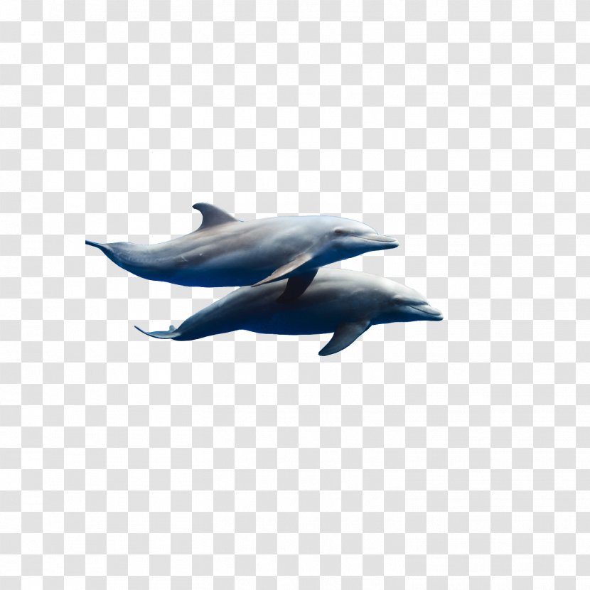 Common Bottlenose Dolphin Dzharylhach Short-beaked Tucuxi Porpoise Transparent PNG