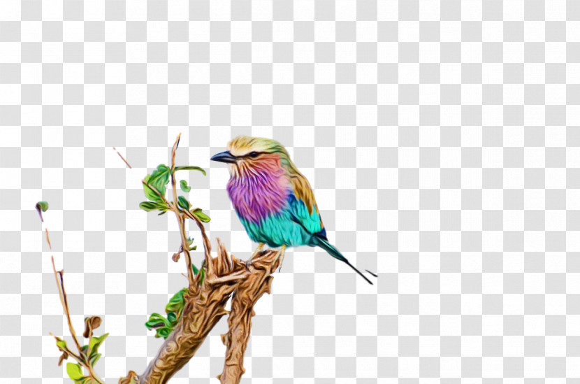 Lovebird Transparent PNG