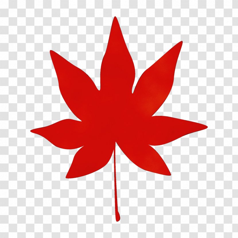 Maple Leaf - Plane Transparent PNG