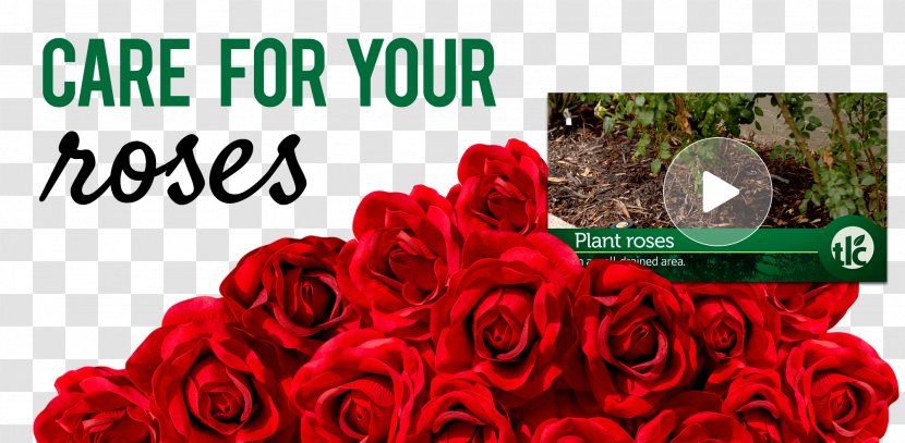 Garden Roses Cut Flowers Floral Design - Flower - Perennial Bed Ideas Transparent PNG