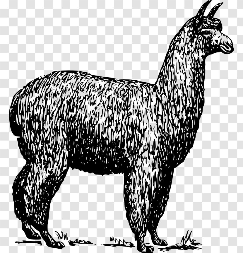 Alpaca Llama Drawing Clip Art - Dog Like Mammal Transparent PNG