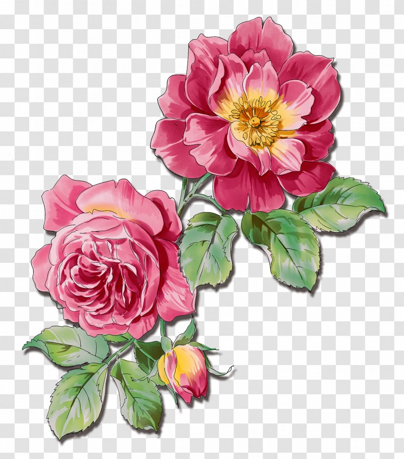 Flower Rose Watercolor Painting - Rosa Gallica - Flowers Transparent PNG