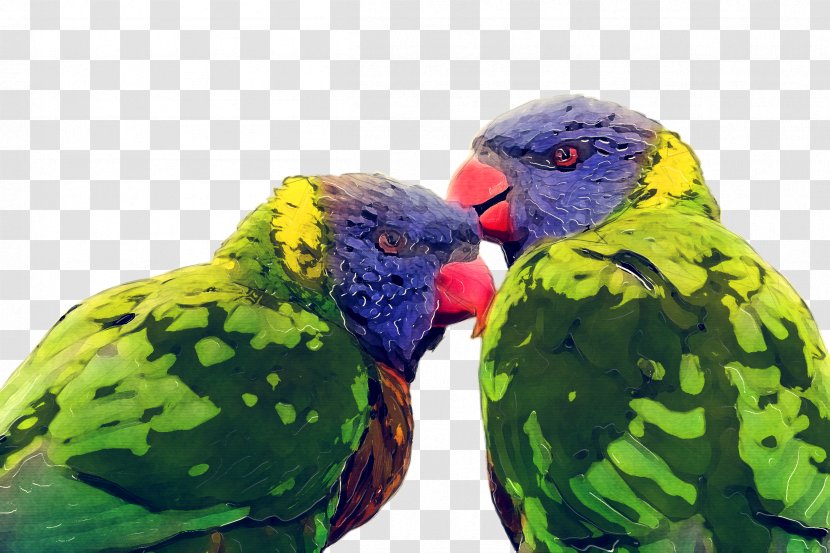 Bird Parrot - Lovebird - Wing Transparent PNG