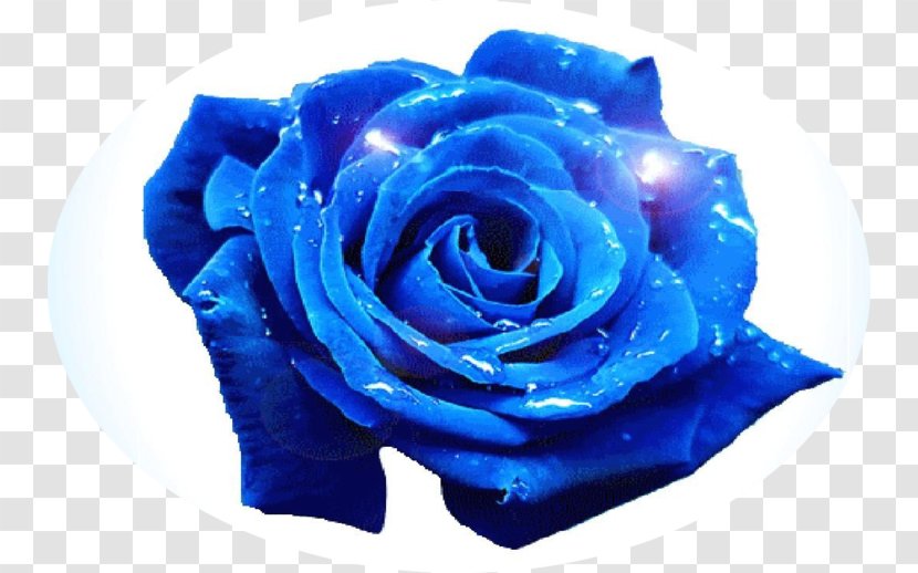 Blue Rose Flower Garden Roses - Rosaceae - Exquisite Flowers Transparent PNG