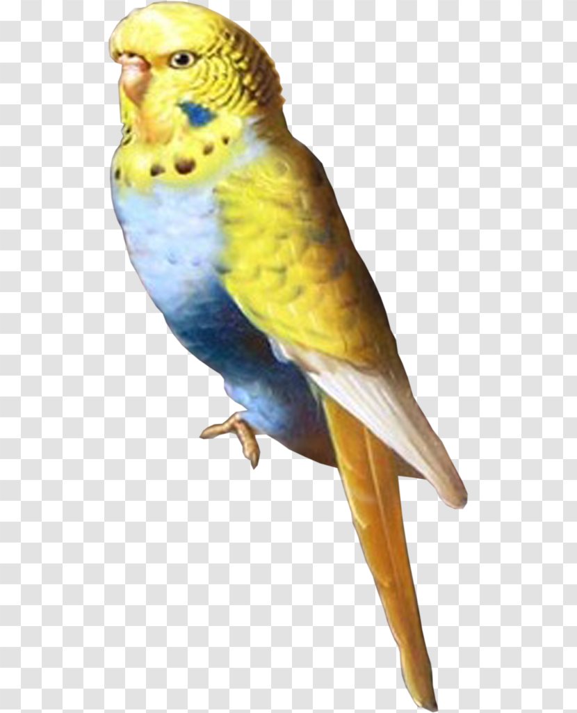 Budgerigar Lovebird Parakeet Parrot - Liveinternet - Bird Transparent PNG