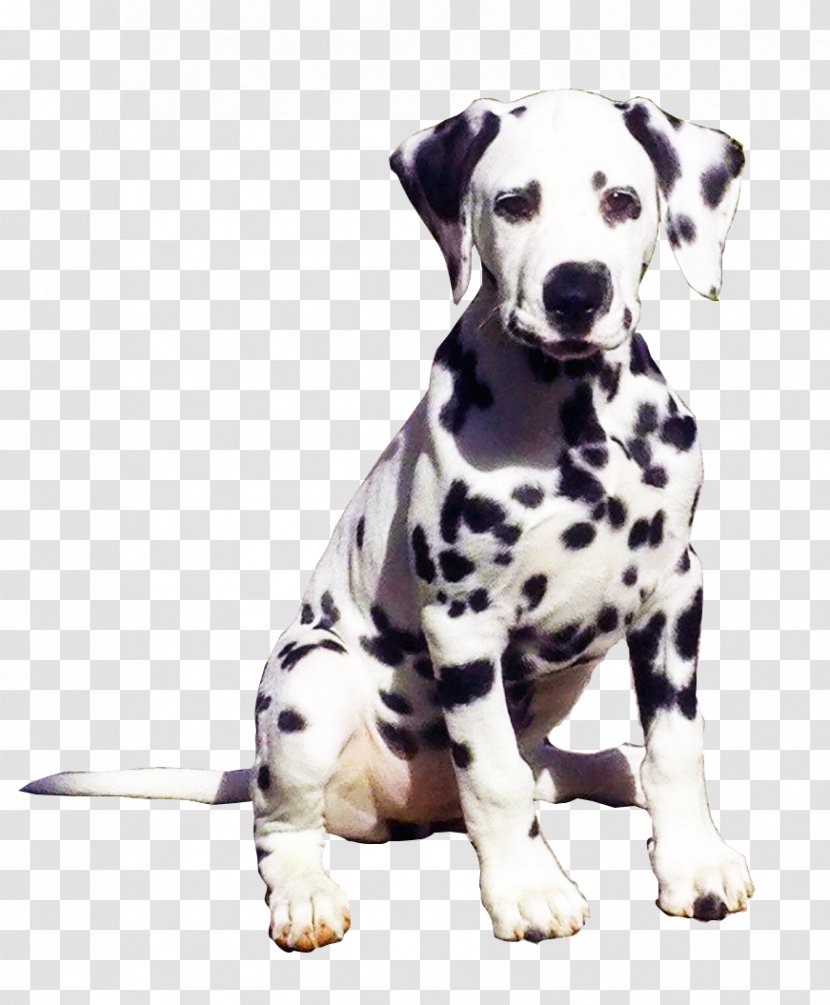 Dalmatian Dog Breed Companion The United States - Like Mammal Transparent PNG