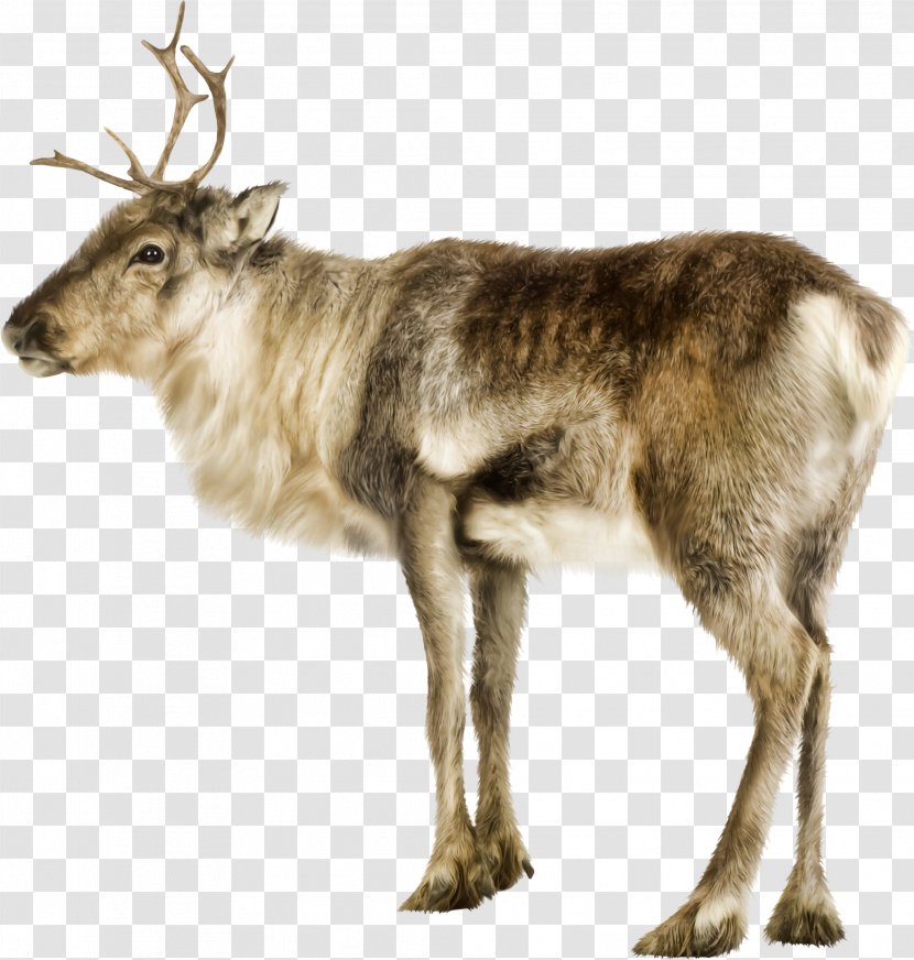 Reindeer Photography Clip Art Transparent PNG