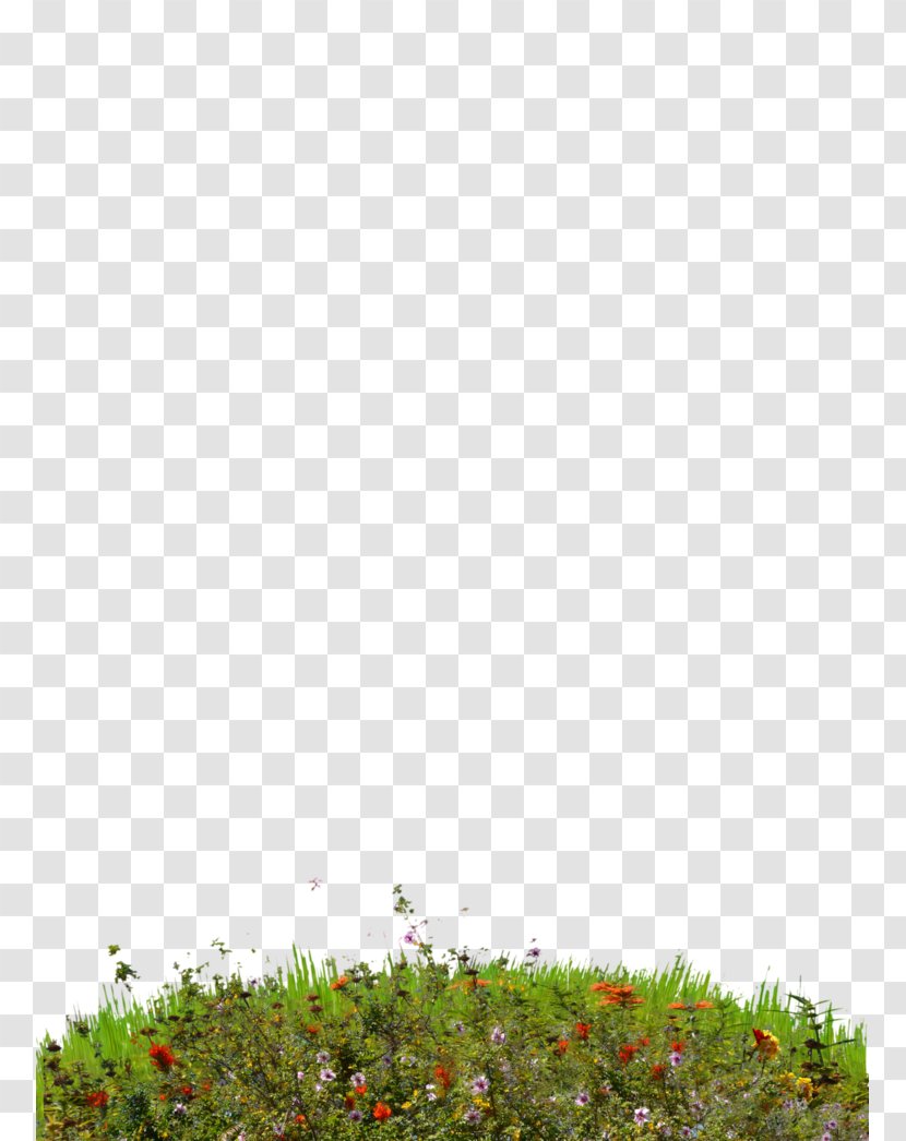 Lawn Wildflower - Flower - Hill Transparent PNG