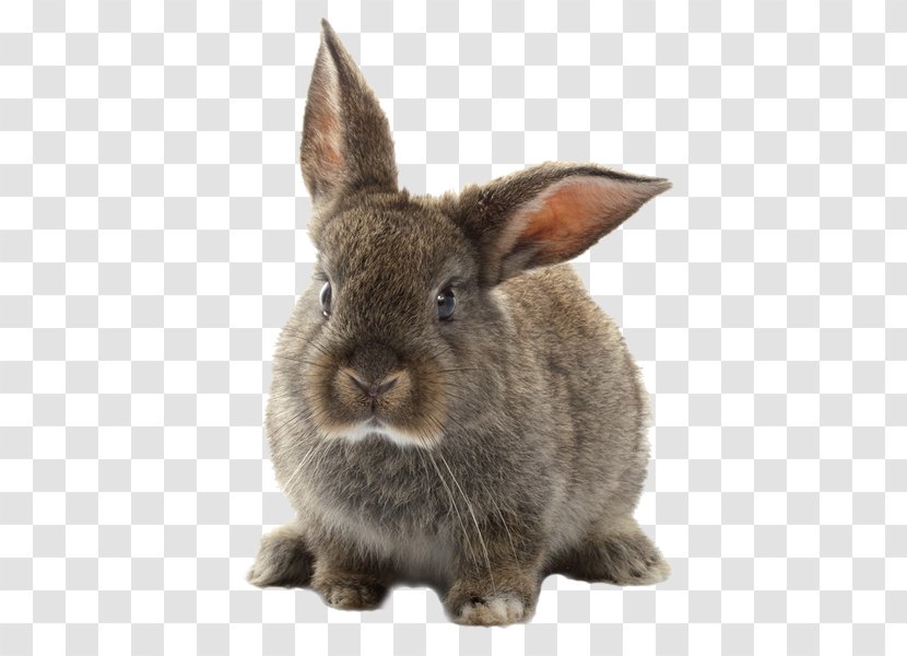 Серый Великан Brush Rabbit Cuniculture Russkiy Krolik - Leporids Transparent PNG