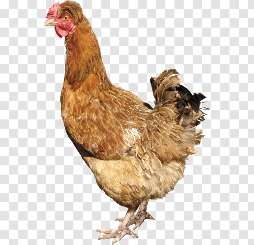 Silkie Solid White Fowl - Rooster - PollOS Transparent PNG